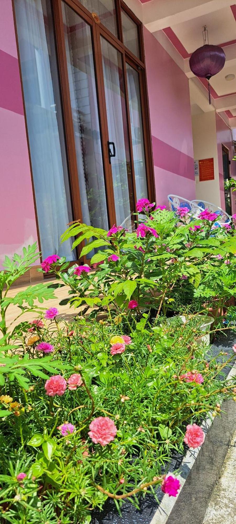 Pink House Homestay هوي ان المظهر الخارجي الصورة
